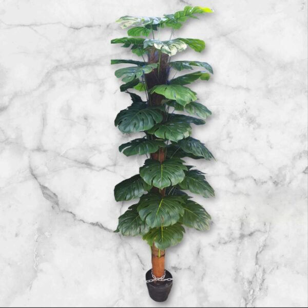 WhatsApp Image 2025-03-03 at 19.23.36 BF-430-180 Planta Grande Tropical con Maceta