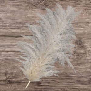 026 Cola de Zorro Natural