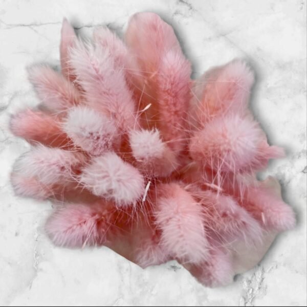 0040 Ramo de Cola de Zorro Natural Colores