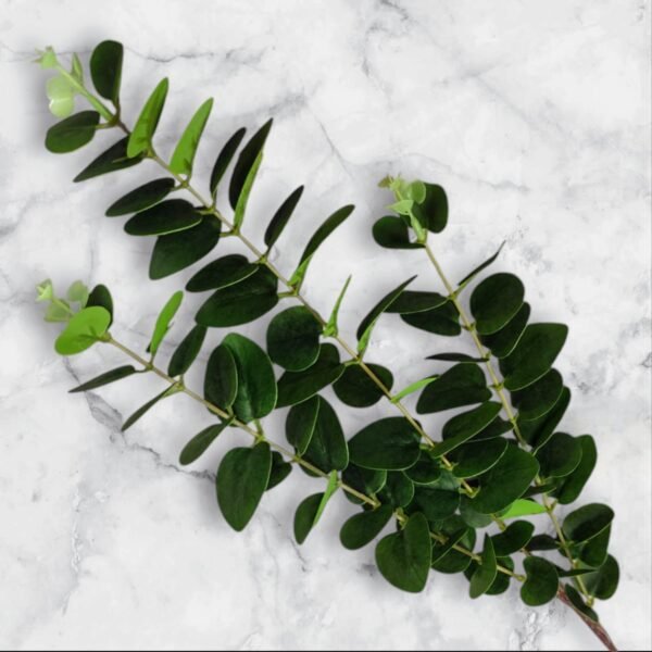 6884 Ramo de Hojas Redondas