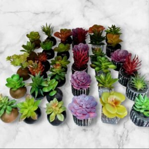 LY-7688 Mini Suculentas Vibrantes
