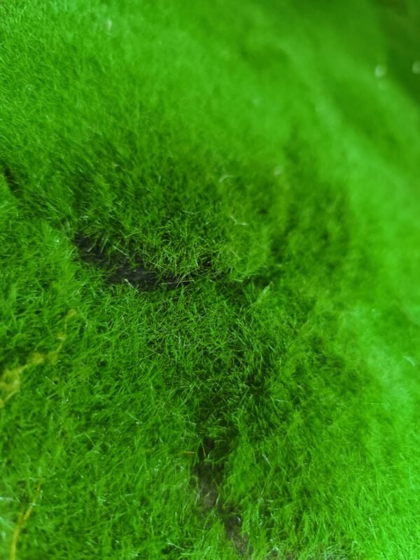 KW9019 Palmeta Musgo Fieltro