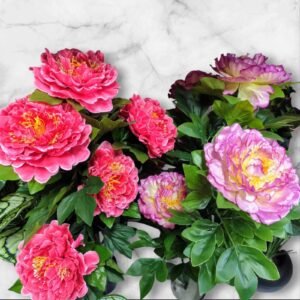 WhatsApp Image 2025-04-04 at 11.04.09 0062-5-1 Planta de Peonias Grande en Maceta