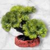 LZDP7080 Planta Bonsái Mediano