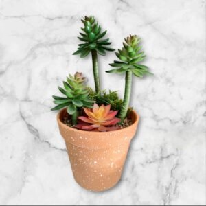 LY-7686 Arreglo en Maceta Variedad de Suculentas