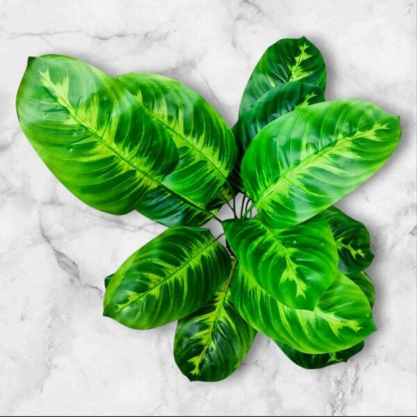 WhatsApp Image 2025-04-07 at 10.29.28 (1) BF-95 Planta Grande Amoena Hojas en Degrade