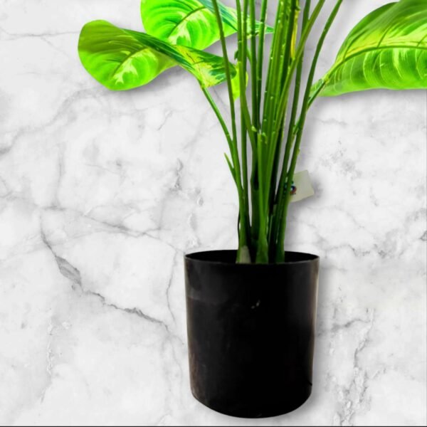 WhatsApp Image 2025-04-07 at 10.29.28 BF-95 Planta Grande Amoena Hojas en Degrade