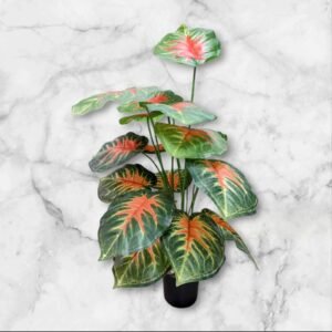 BF-104 Planta Grande Caladium Hojas Degrade Rojizo