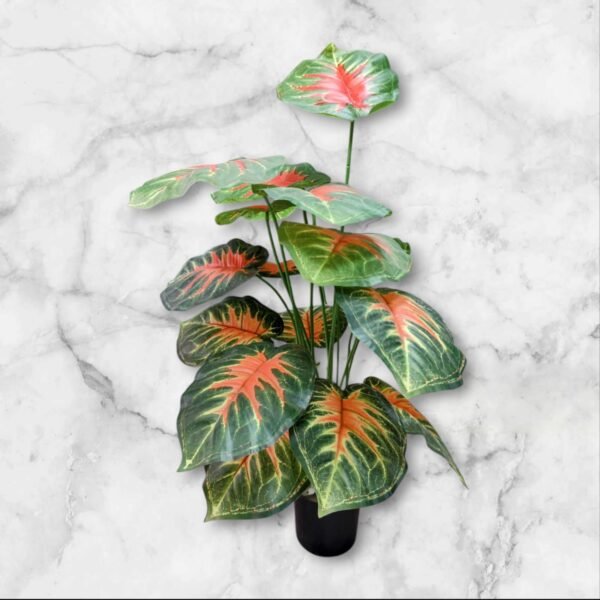 WhatsApp Image 2025-04-07 at 11.16.05 BF-104 Planta Grande Caladium Hojas Degrade Rojizo