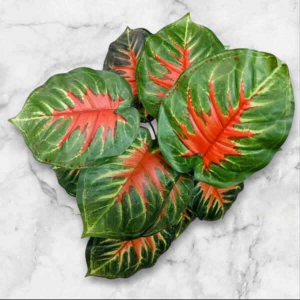 WhatsApp Image 2025-04-07 at 11.16.06 (1) BF-104 Planta Grande Caladium Hojas Degrade Rojizo