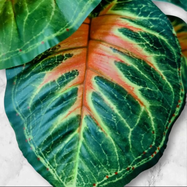 WhatsApp Image 2025-04-07 at 11.16.06 (2) BF-104 Planta Grande Caladium Hojas Degrade Rojizo