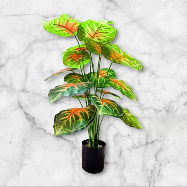 WhatsApp Image 2025-04-07 at 11.16.06 BF-104 Planta Grande Caladium Hojas Degrade Rojizo