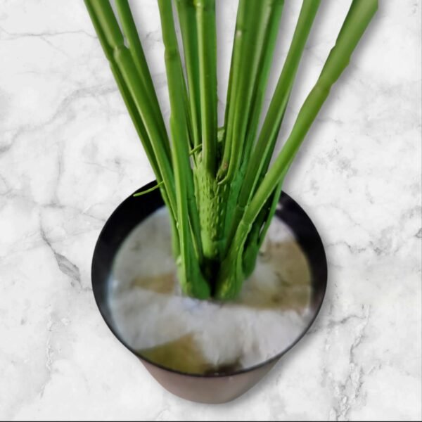 WhatsApp Image 2025-04-07 at 11.16.07 BF-104 Planta Grande Caladium Hojas Degrade Rojizo