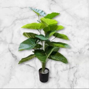 WhatsApp Image 2025-04-07 at 11.22.04 0062-19 Planta Grande Alocasia Variedad Verde