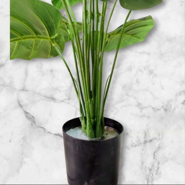 0062-19 Planta Grande Alocasia Variedad Verde