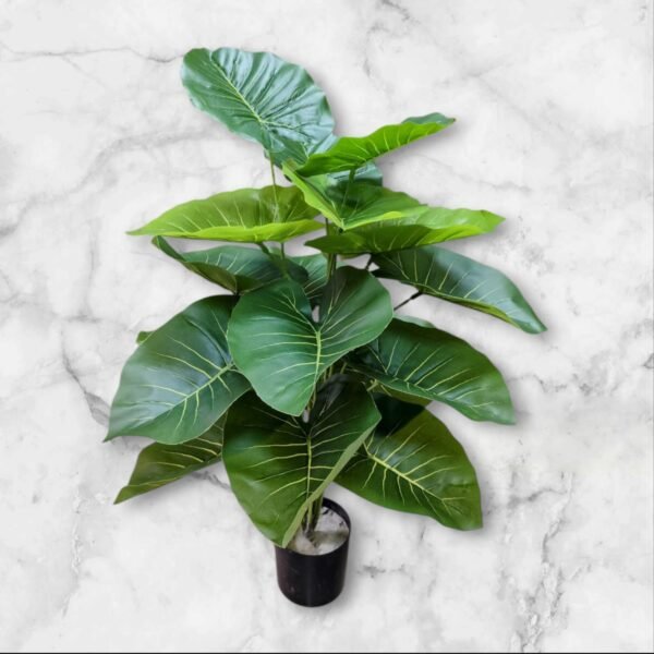 0062-19 Planta Grande Alocasia Variedad Verde