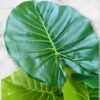 0062-19 Planta Grande Alocasia Variedad Verde
