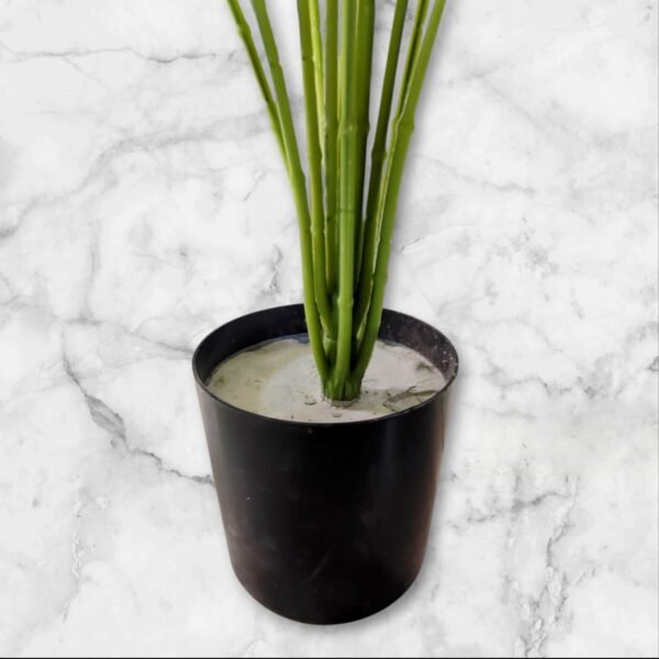 0062-17 Planta Grande Calatea Magestica Hojas Rayadas