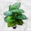 0062-17 Planta Grande Calatea Magestica Hojas Rayadas