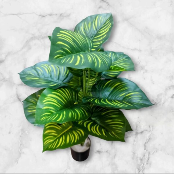 0062-17 Planta Grande Calatea Magestica Hojas Rayadas