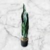 JWT3021 Sansevieria / Lengua de Suegra Artificial