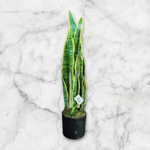 JWT302 Sansevieria / Lengua de Suegra Artificial