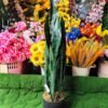 JWT3021 Sansevieria / Lengua de Suegra Artificial