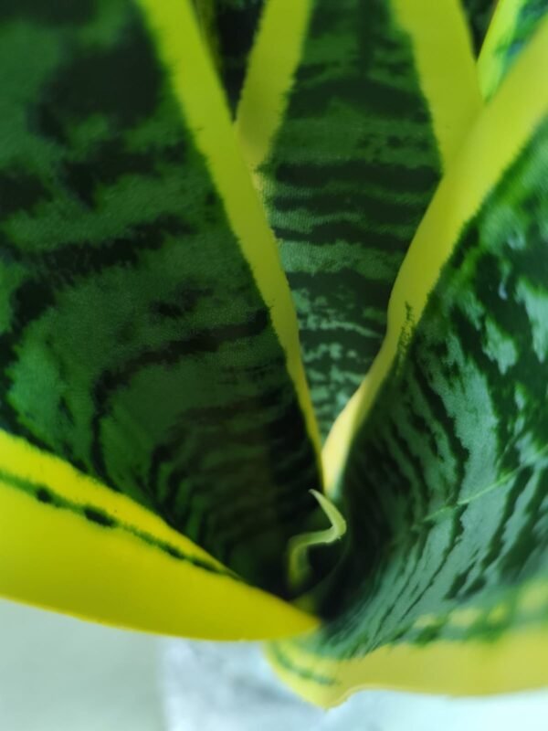 JWT302 Sansevieria / Lengua de Suegra Artificial