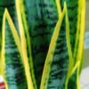 JWT302 Sansevieria / Lengua de Suegra Artificial