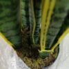 JWT302 Sansevieria / Lengua de Suegra Artificial