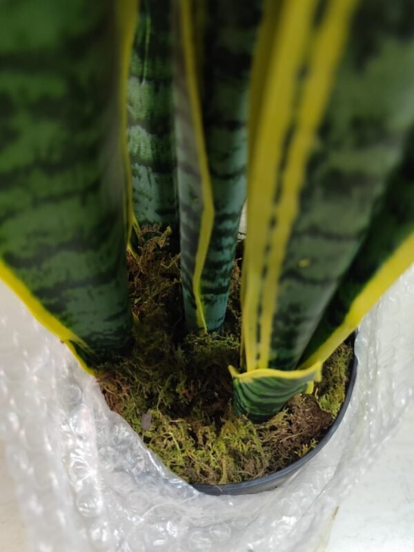 JWT302 Sansevieria / Lengua de Suegra Artificial