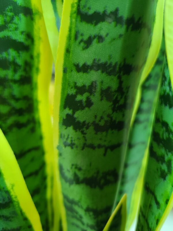 JWT302 Sansevieria / Lengua de Suegra Artificial