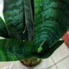 JWT3021 Sansevieria / Lengua de Suegra Artificial