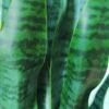JWT3021 Sansevieria / Lengua de Suegra Artificial