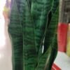 JWT3021 Sansevieria / Lengua de Suegra Artificial