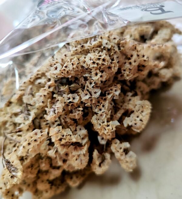 6011 Ramo Flores Secas Naturales