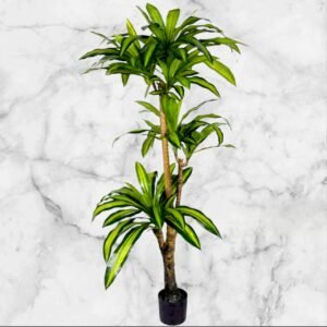 1327-5.5 Palmera Dracaena 3 Ramas - 170 Cms