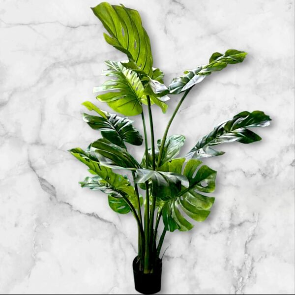 WhatsApp Image 2025-12-29 at 2.04.32 PM 1308-5 Monstera Deliciosa Grande 150 Cms.