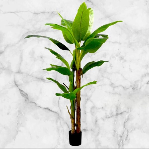 WhatsApp Image 2025-12-29 at 2.16.33 PM 1909-3 Planta de Banano 2 Ramas principales - 200 Cms.