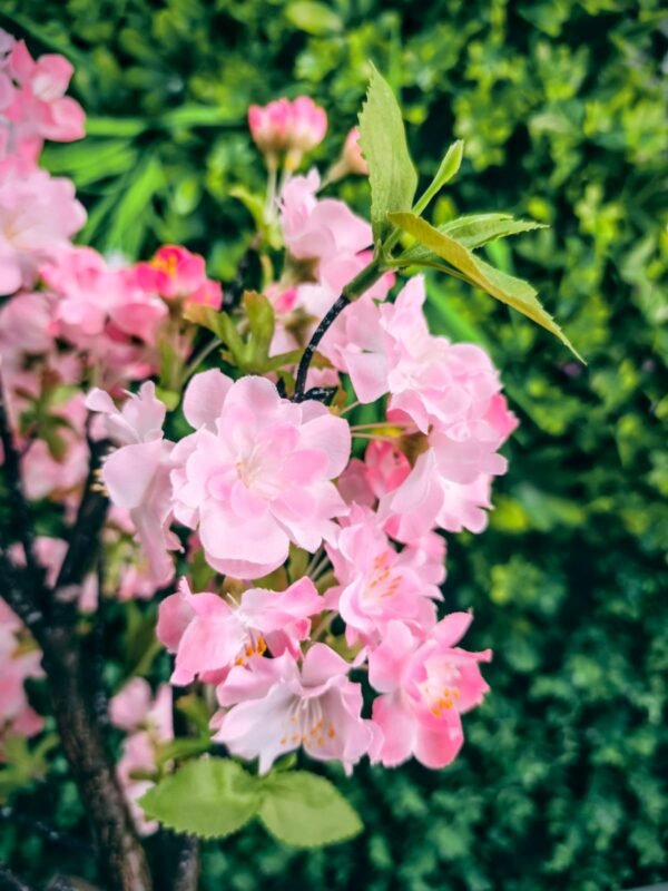 BF0008 Árbol de Cerezo Pequeño - 60 Cms.