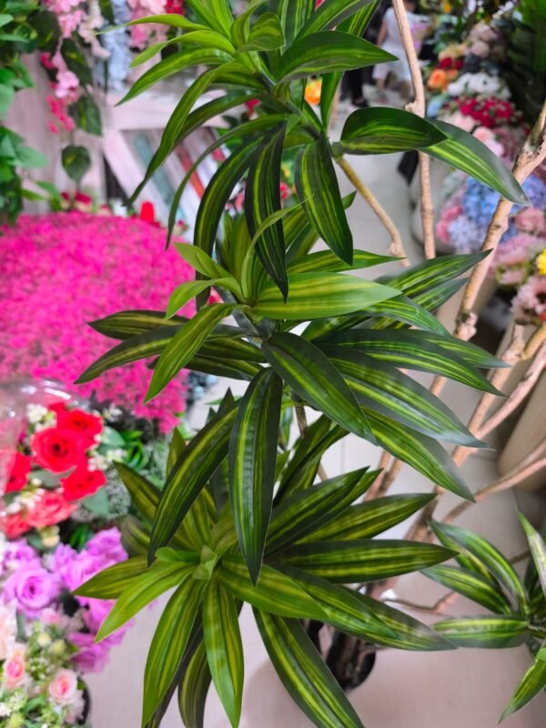 1304 Palmera Dracaena Varias Ramas - 160 Cms