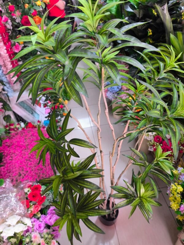 1304 Palmera Dracaena Varias Ramas - 160 Cms