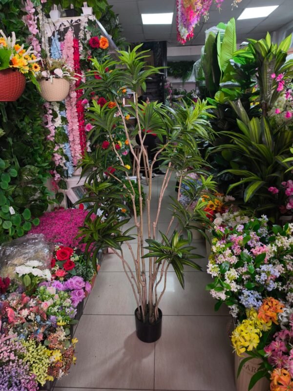 1304 Palmera Dracaena Varias Ramas - 160 Cms