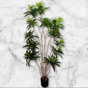 1304 Palmera Dracaena Varias Ramas - 160 Cms