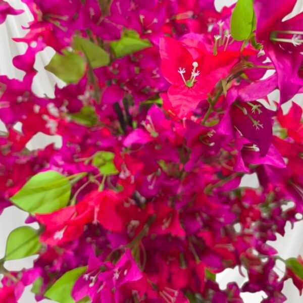 2106-6 Árbol de Bugambilias Bicolor en Tono Rojo y Fucsia 170 Cms