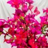 2106-6 Árbol de Bugambilias Bicolor en Tono Rojo y Fucsia 170 Cms