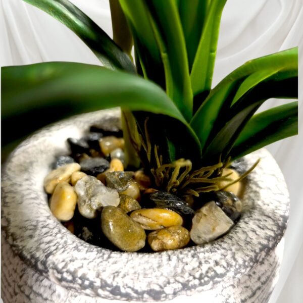 BY0503004 Planta de Orquídeas con Maceta