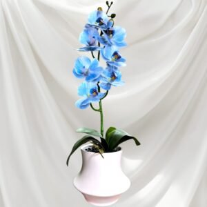 BY0503005 Planta de Orquídeas con Maceta Grande