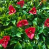 BF0215 Malla Plegable PVC Bugambilias Rojas y Hojas