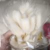WhatsApp Image 2026-10-16 at 3.26.03 PM 0040 Ramo de Cola de Conejo Natural Conservado